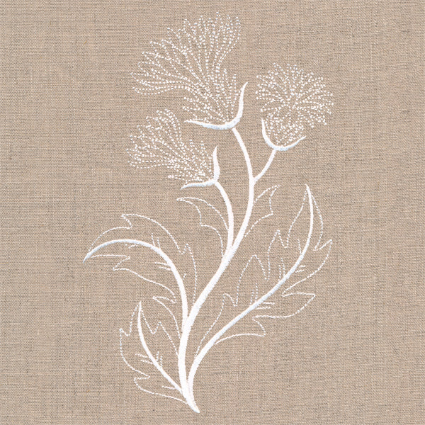 Delicate Thistle Stems