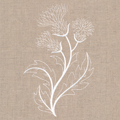 Delicate Thistle Stems