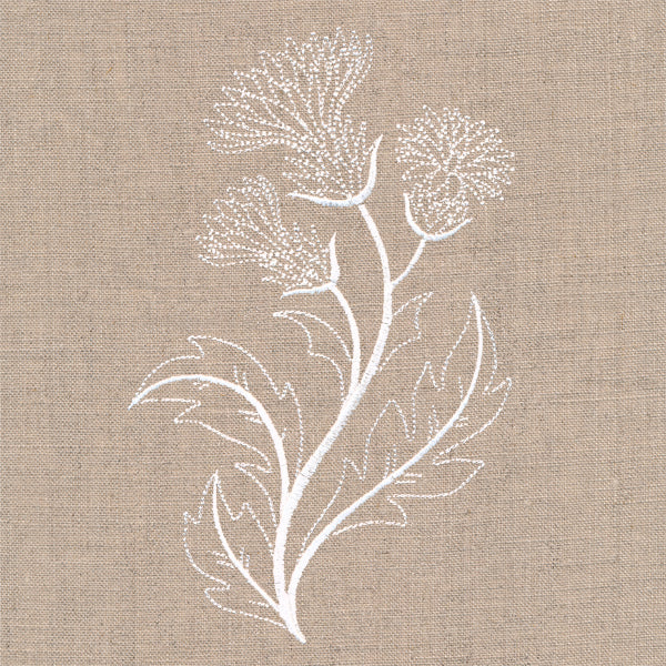 Delicate Thistle Stems