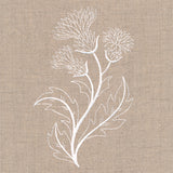 Delicate Thistle Stems