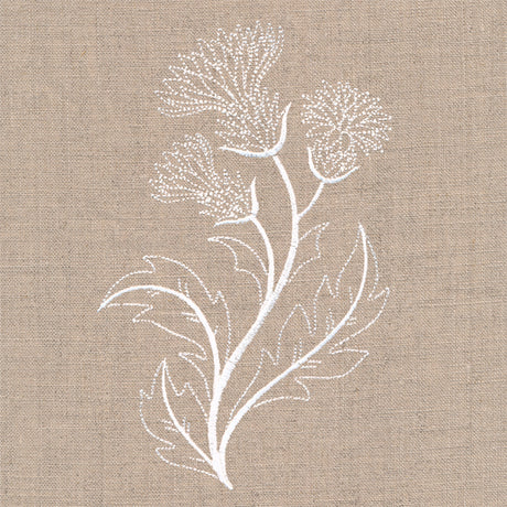 Delicate Thistle Stems