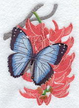 Common Morpho & Mucuna