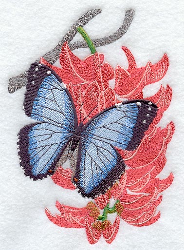 Common Morpho & Mucuna