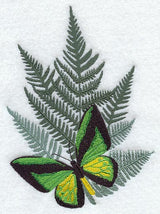 Ornithoptera Goliath Procus Butterfly & Fern