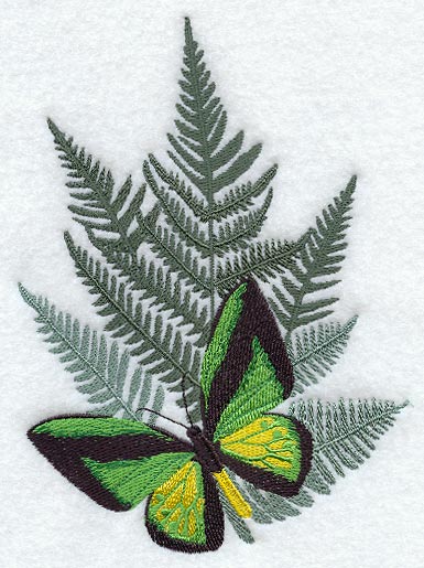 Ornithoptera Goliath Procus Butterfly & Fern