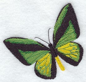 Ornithoptera Goliath Procus Butterfly