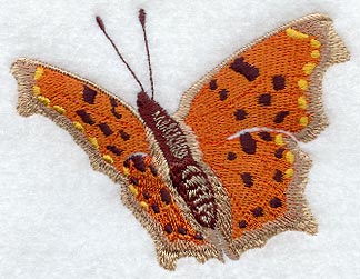 Comma Butterfly