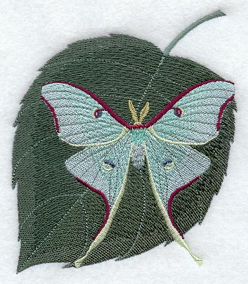 Luna Moth & Birch Leaves