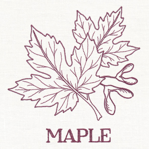 Leafy Botanicals - Maple