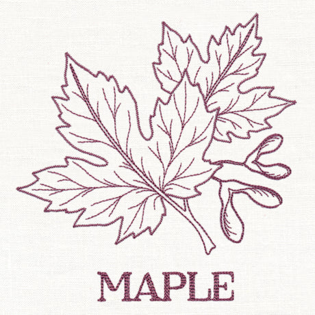 Leafy Botanicals - Maple