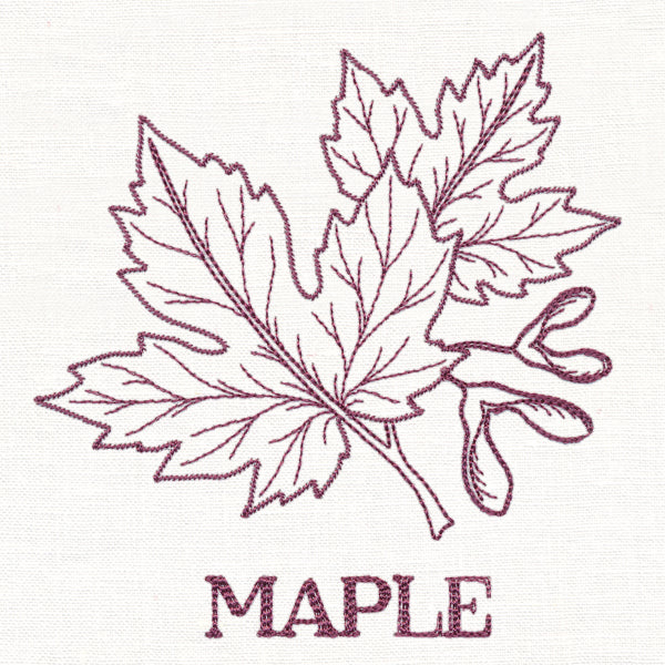 Leafy Botanicals - Maple