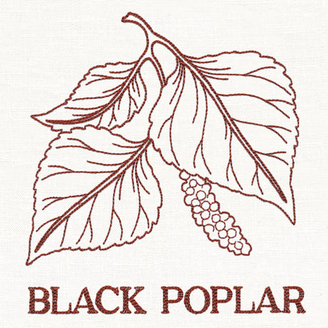 Leafy Botanicals - Black Poplar