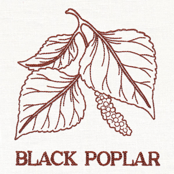 Leafy Botanicals - Black Poplar