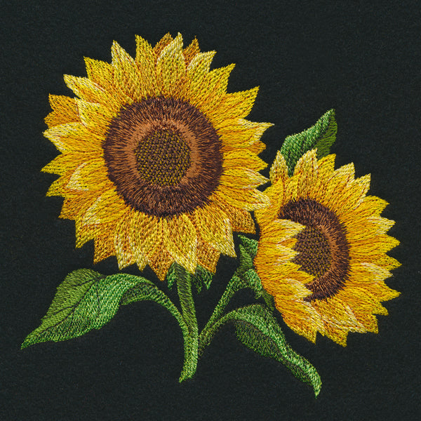 Sunflowers in Bloom