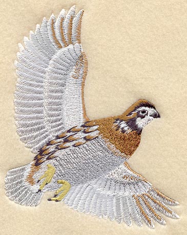Bobwhite Quail