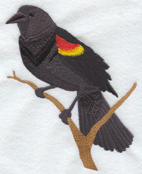 Red Winged Blackbird