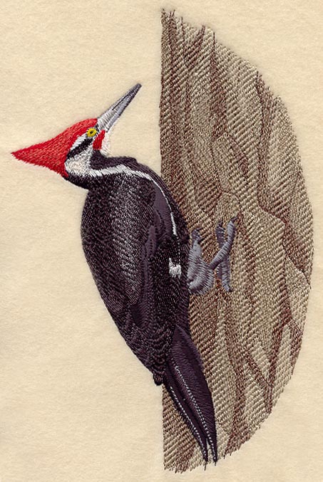 Pileated Woodpecker