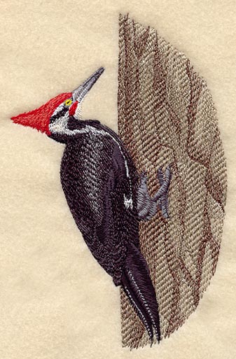 Pileated Woodpecker
