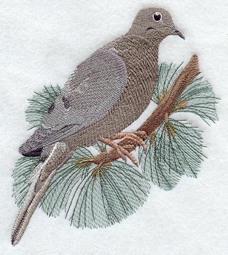 Mourning Dove