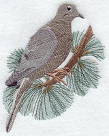 Mourning Dove