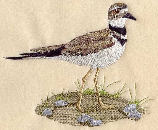 Killdeer