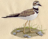 Killdeer