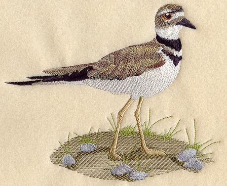 Killdeer