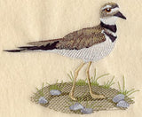 Killdeer