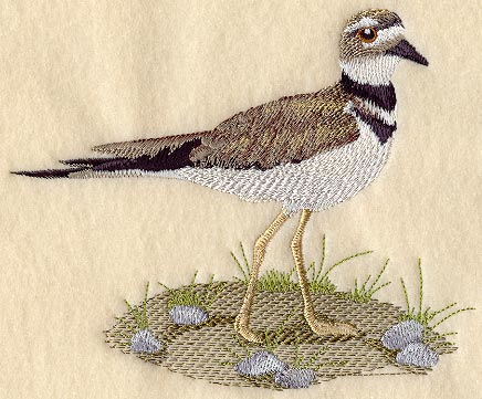 Killdeer