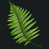 Fern Flourish