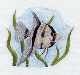 Angelfish (Striped)