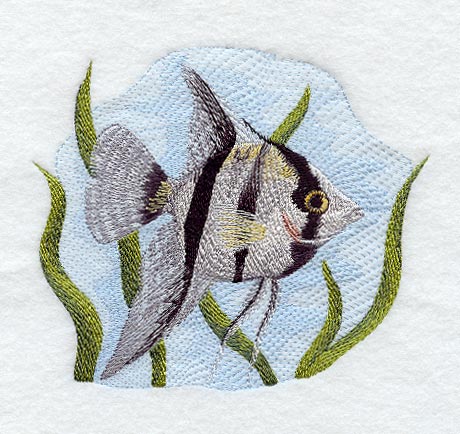 Angelfish (Striped)