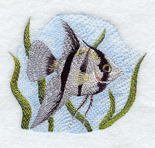 Angelfish (Striped)
