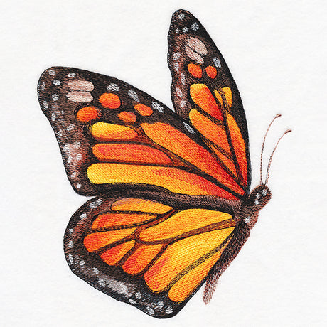 Monarch in Watercolor