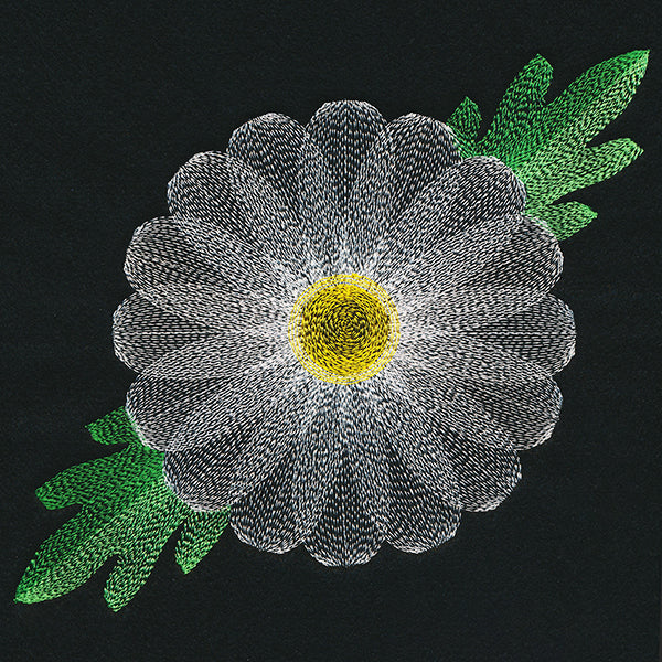 Blooming Garden Daisy