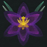 Blooming Garden Crocus