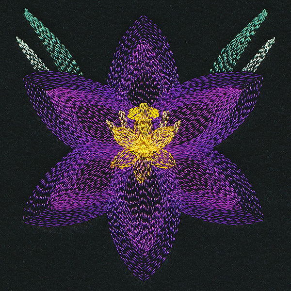 Blooming Garden Crocus