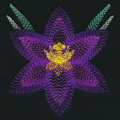 Blooming Garden Crocus