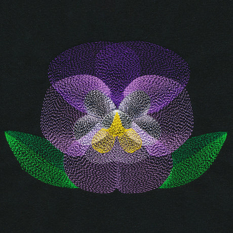 Blooming Garden Pansy