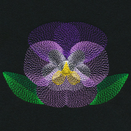 Blooming Garden Pansy