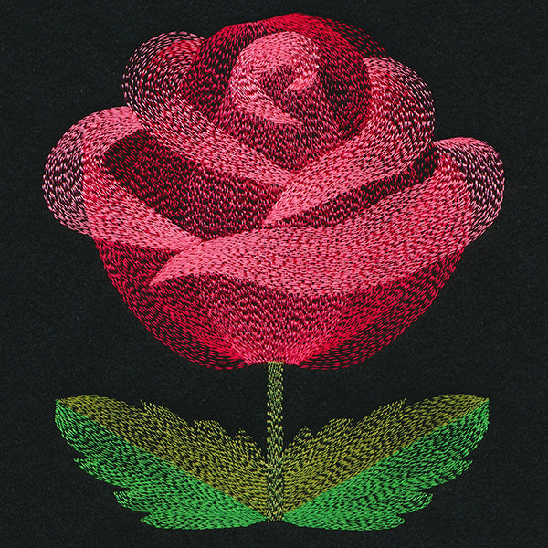 Blooming Garden Rose