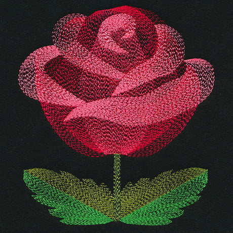 Blooming Garden Rose