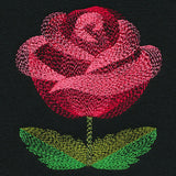 Blooming Garden Rose