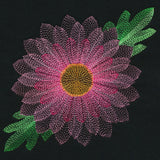 Blooming Garden Chrysanthemum