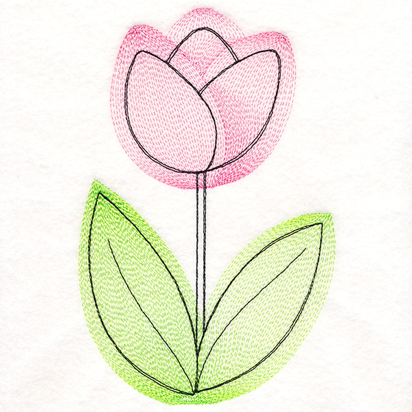 Growing Garden Tulip