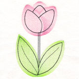 Growing Garden Tulip