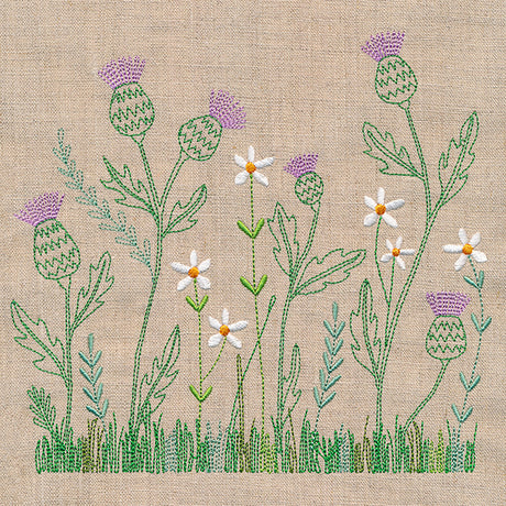 Delicate Thistle in Bloom