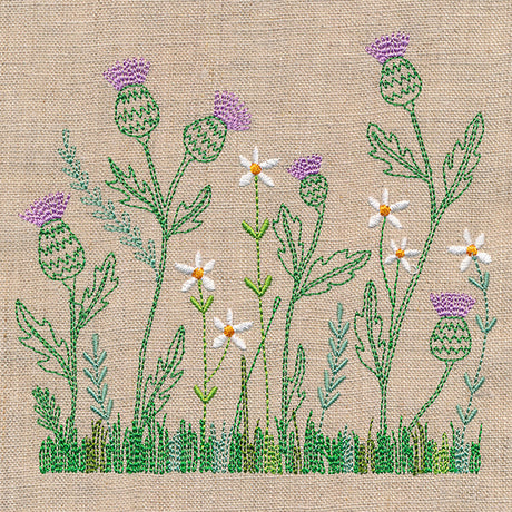 Delicate Thistle in Bloom