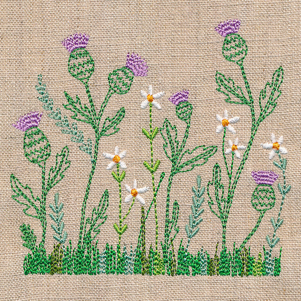 Delicate Thistle in Bloom