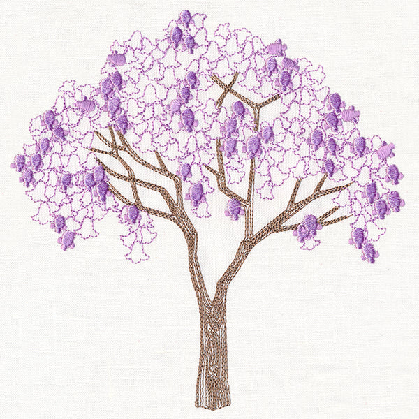 Delicate Jacaranda Tree
